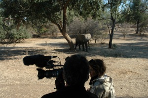 Did & Jeh éléphants Zimbabwe
